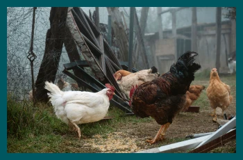 Avian influenza (bird flu) in humans: What you should know